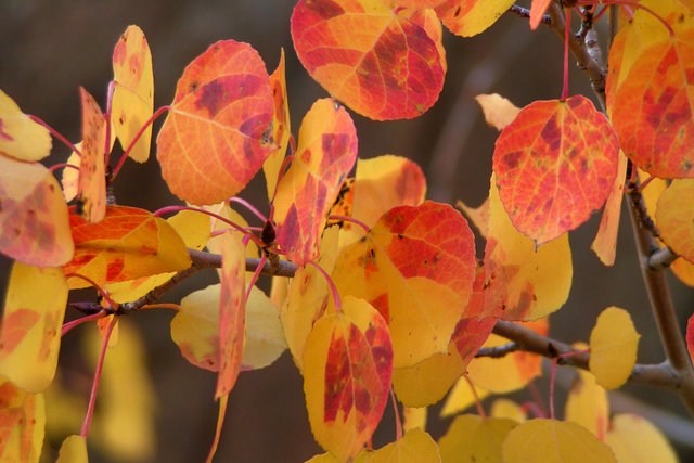 Autumn Leaves