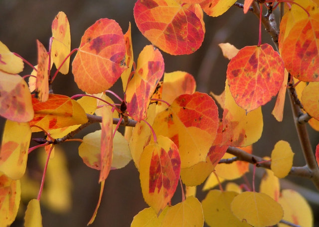 Autumn Leaves