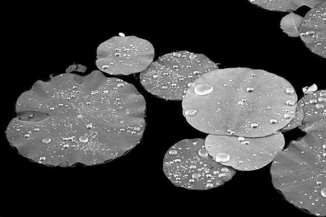 Lily Pads