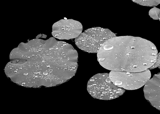 Lily Pads