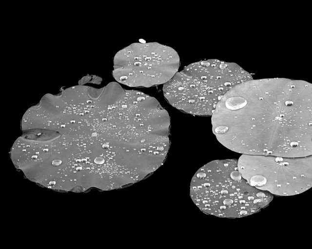 Lily Pads