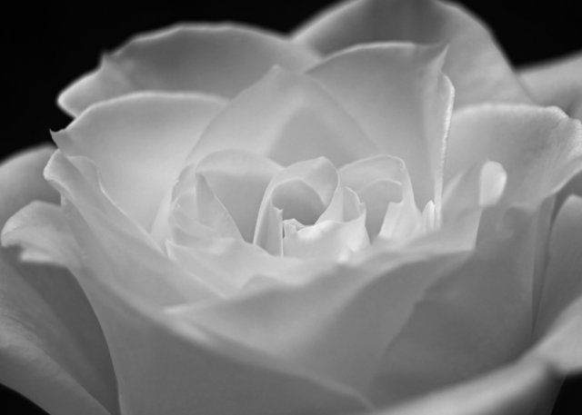 White Rose