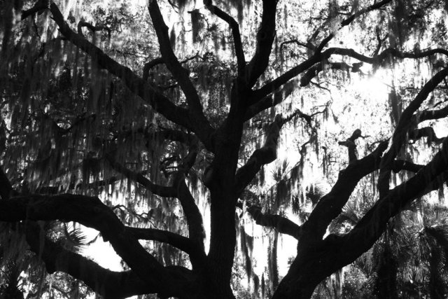 Cypress Tree