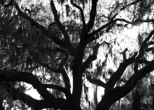 Cypress Tree