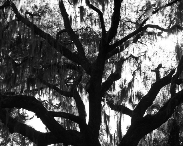 Cypress Tree