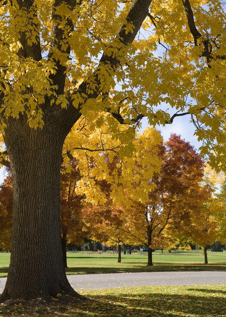 Autumn