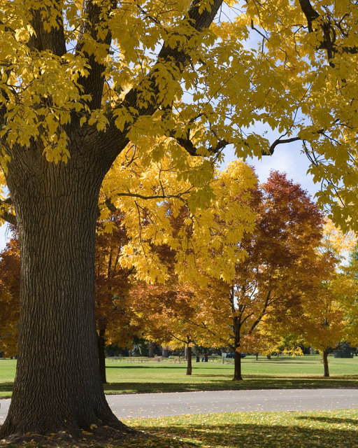 Autumn