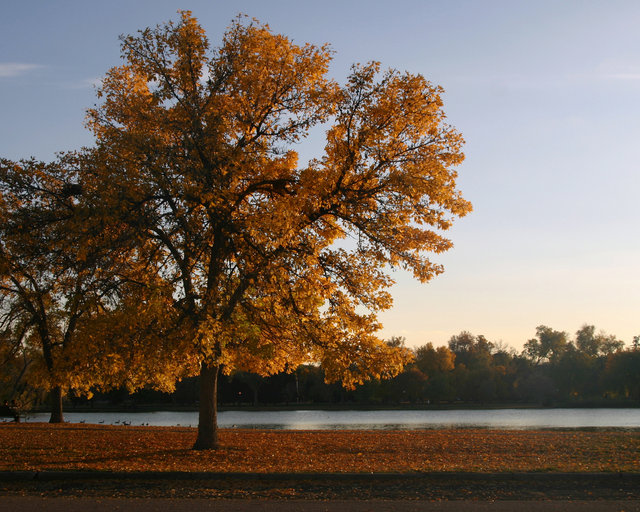 Tree in Autumn
