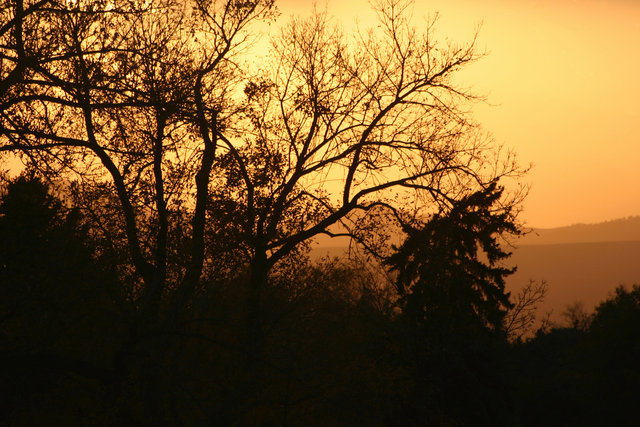 Trees at Sunset