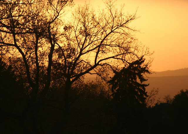 Trees at Sunset