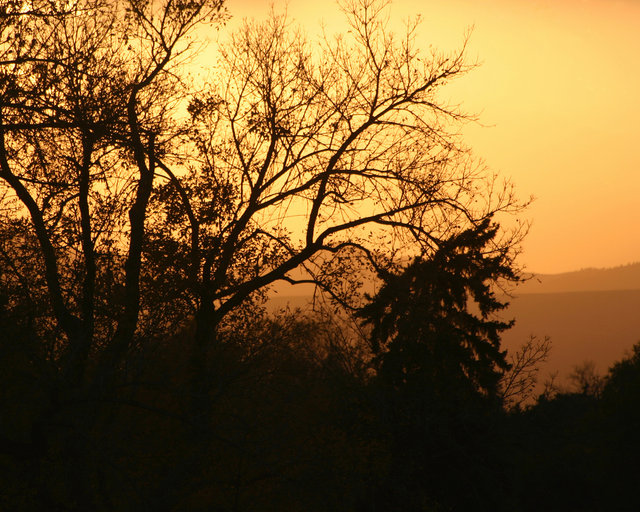 Trees at Sunset