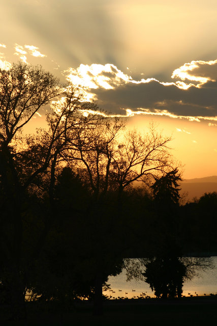 Trees at Sunset