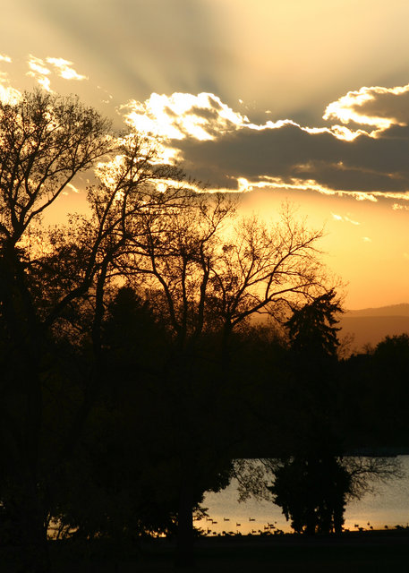 Trees at Sunset