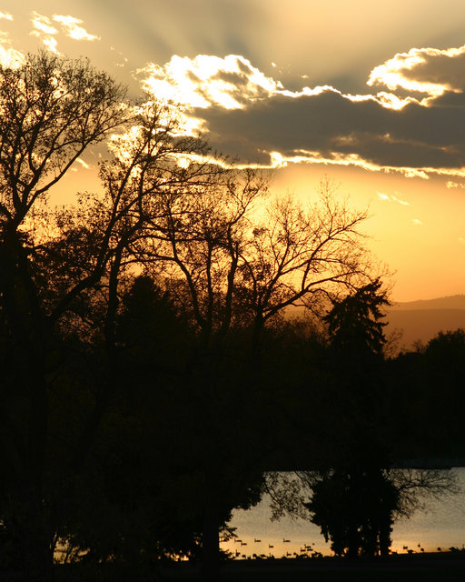 Trees at Sunset