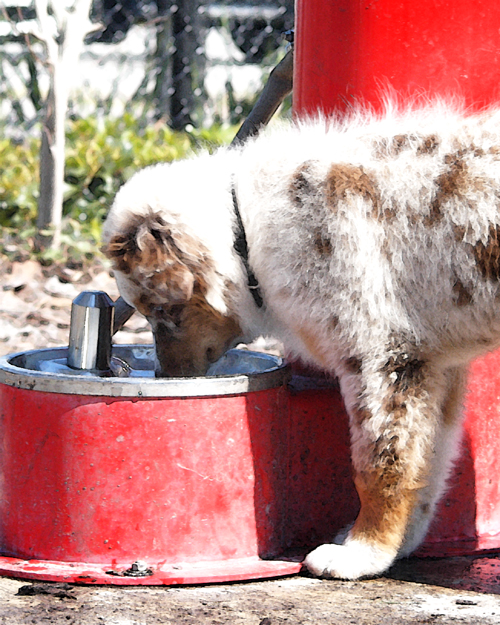 Thirsty