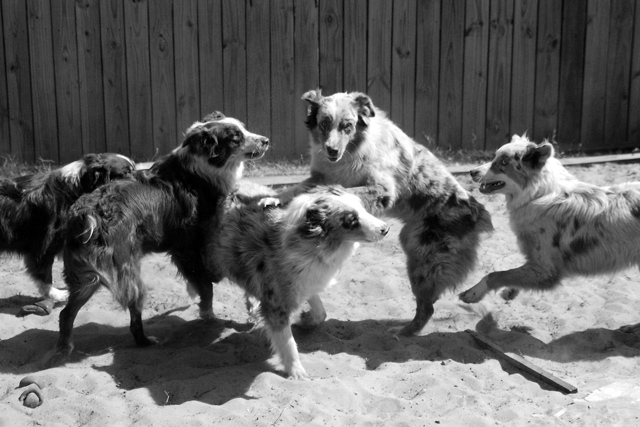 Gang up on Dad!