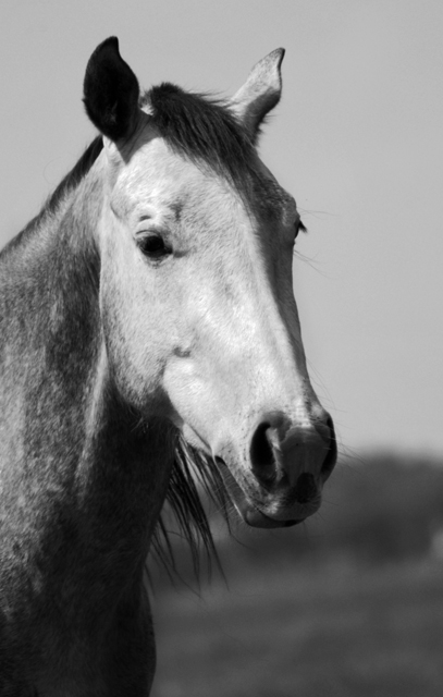 Portrait of Beauty