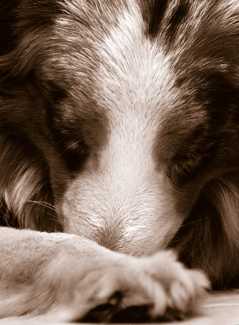 Sweet Contemplation
