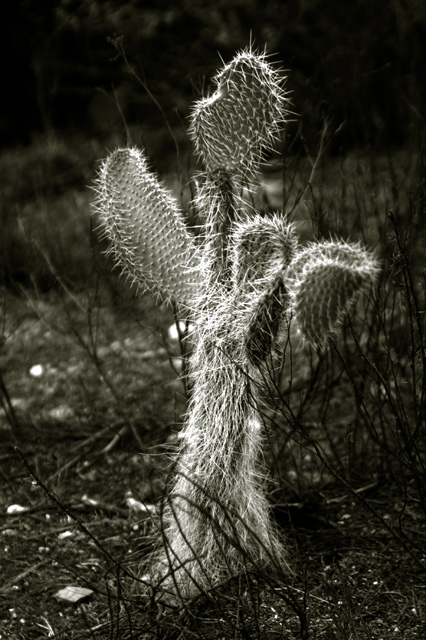 cactusangel-small.jpg