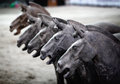 Terracotta Steeds