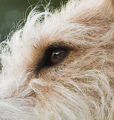 Dog - Detail