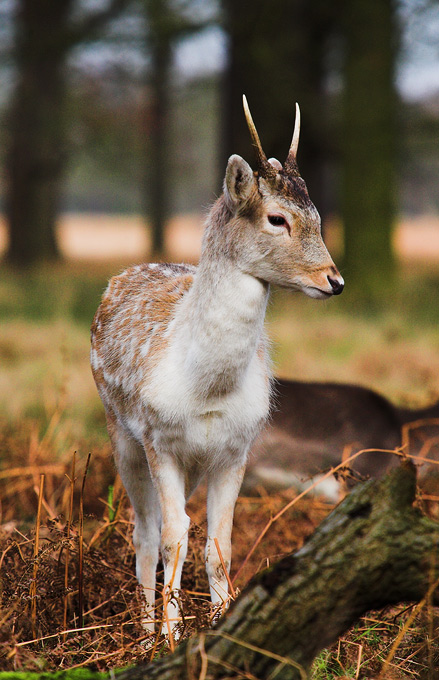 Young Buck