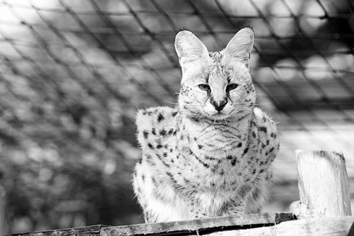 Not a Big Cat