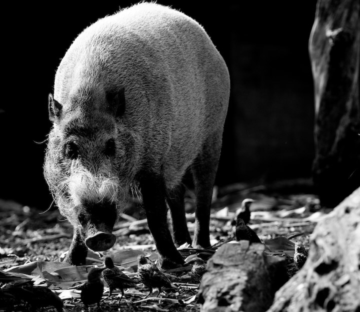 Bearded Pig