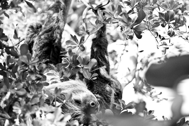 Snoozing Sloth