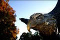 Eye of the eagle.