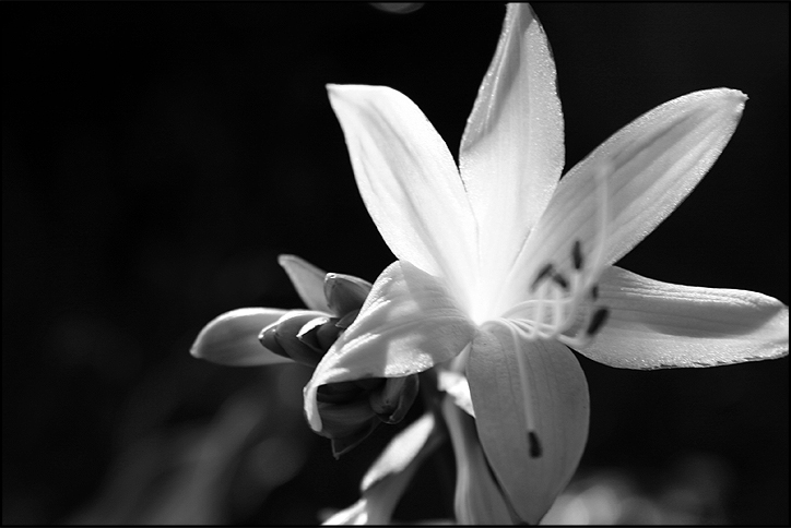 Bloom!