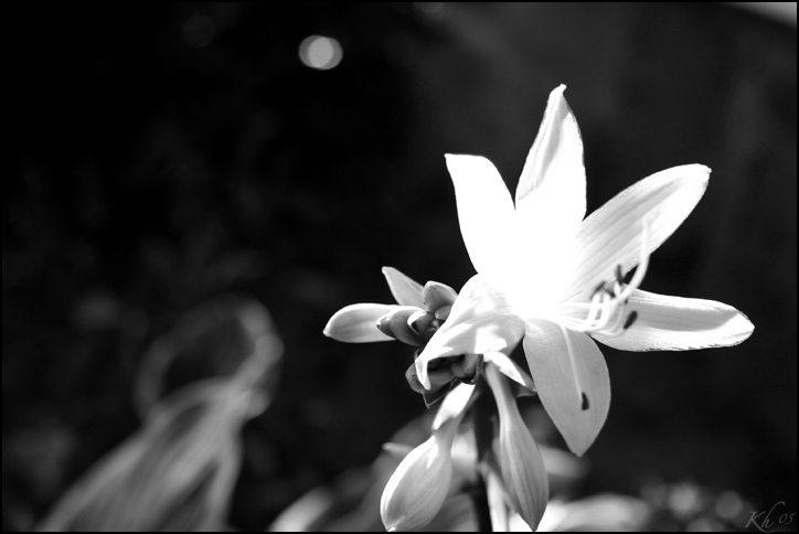 Bloom! II
