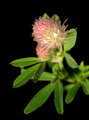 My Flower