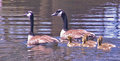 Canadian Geese Family