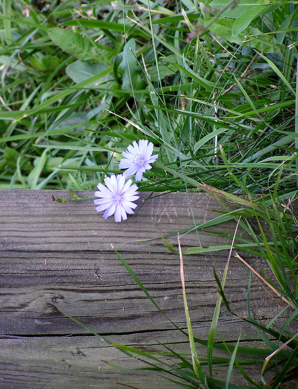 Resting Daisy