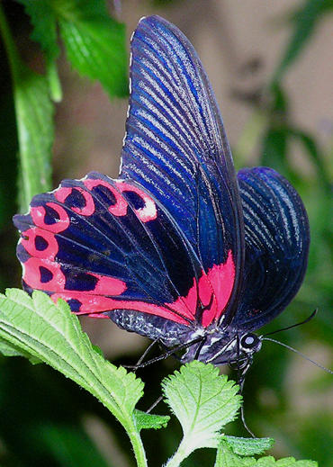 Blue & Pink Butterfly