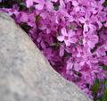 purple.jpg