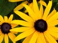 Black Eyed Susan