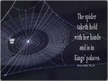 Spider.jpg