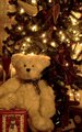 Christmas Bear.jpg