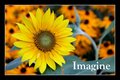 Imagine