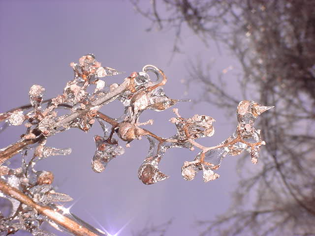 nature's gems.JPG