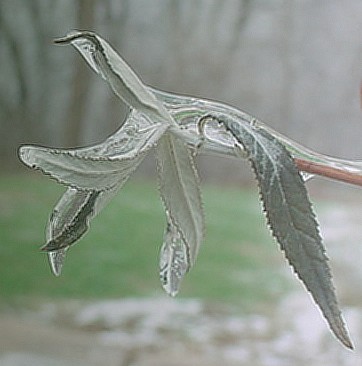 frozen leaf.JPG
