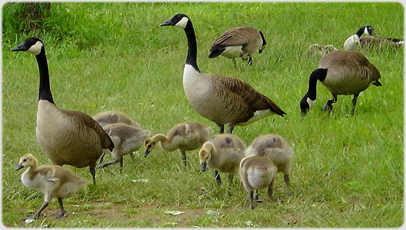 Day with the Family.jpg
