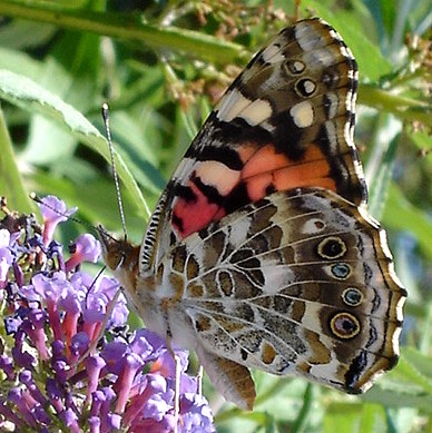 Backyard Beauty II.jpg