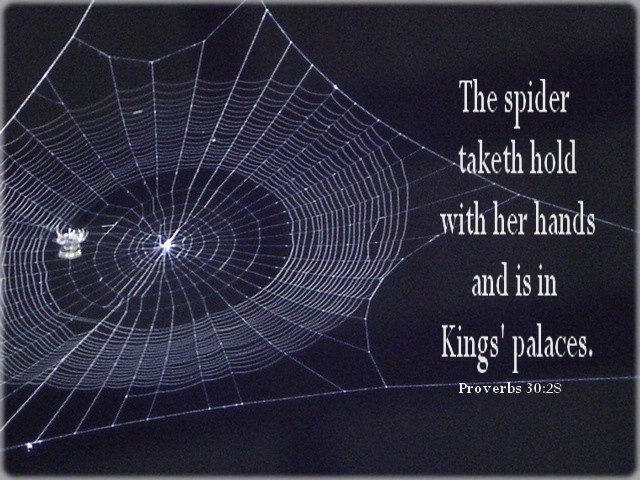 Spider.jpg