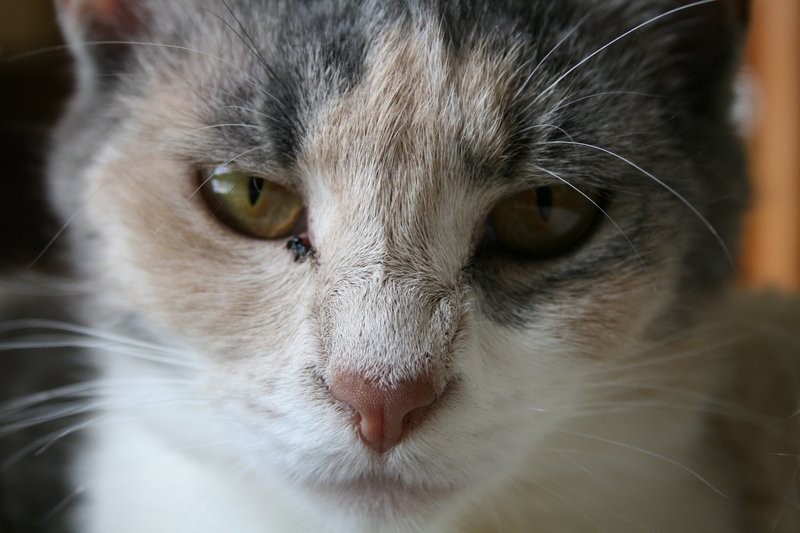 Chloe1.jpg