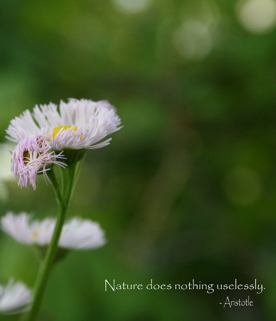 Nature
