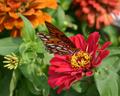 butterfly