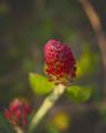 crimson clover-flower